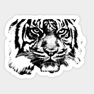 Tiger, big cat, hunter and predator Sticker